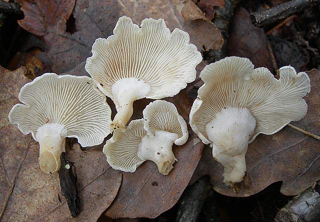 Panellus stipticus var. albidotomentosus  ?